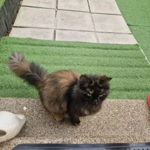 Female cat, one year old - Image 3