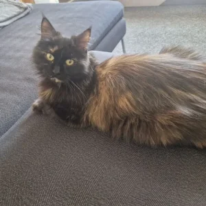 Female cat, one year old - Image 4