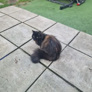 Female cat, one year old - Image 5