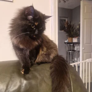 Female cat, one year old - Image 6