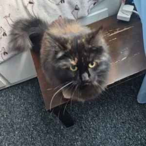 Female cat, one year old - Image 7
