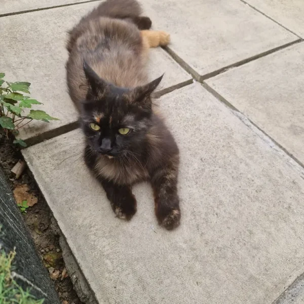 Female cat, one year old