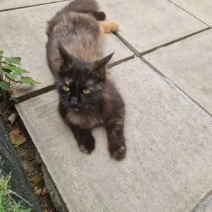 Female cat, one year old