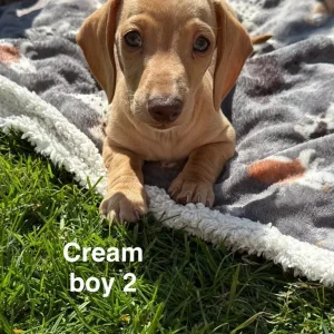KC Registered Miniature Dachshund Puppies - Image 2