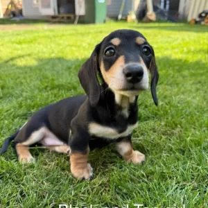 KC Registered Miniature Dachshund Puppies - Image 3