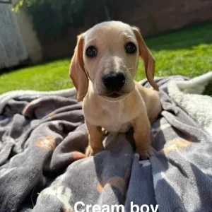 KC Registered Miniature Dachshund Puppies - Image 4