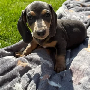 KC Registered Miniature Dachshund Puppies - Image 5