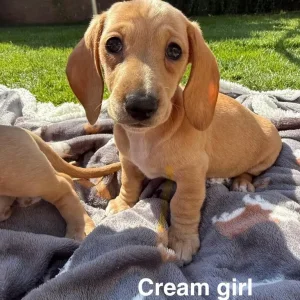 KC Registered Miniature Dachshund Puppies - Image 6