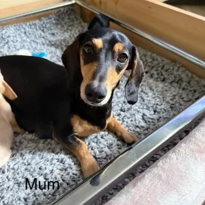 KC Registered Miniature Dachshund Puppies - Image 7