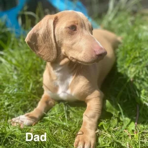KC Registered Miniature Dachshund Puppies - Image 8