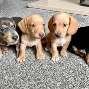 KC Registered Miniature Dachshund Puppies