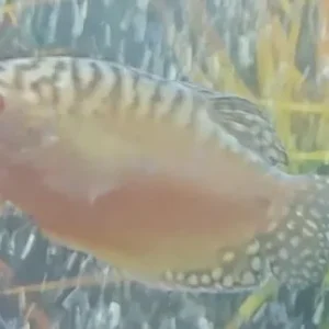 fish no tank - Image 3