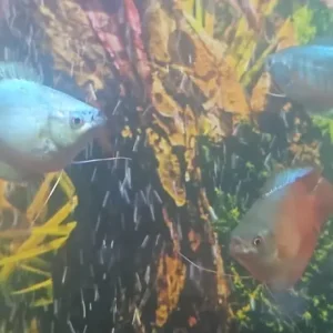 fish no tank - Image 4