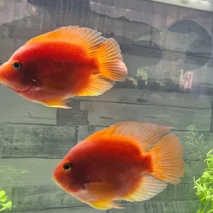 fish no tank