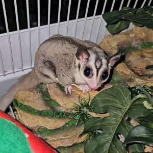2-year-old male sugarglider with full setup