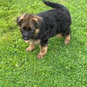 KC German shepherd puppies - Image 2