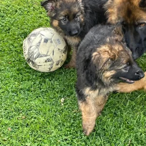 KC German shepherd puppies - Image 3