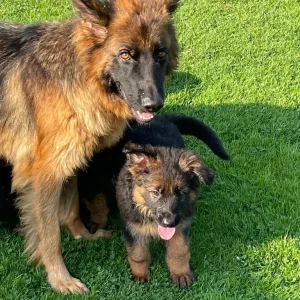KC German shepherd puppies - Image 4