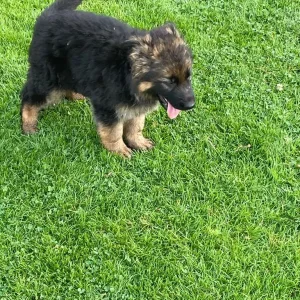 KC German shepherd puppies - Image 5