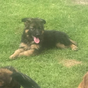 KC German shepherd puppies - Image 6