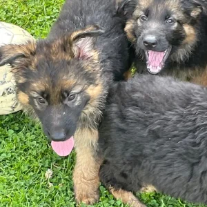 KC German shepherd puppies