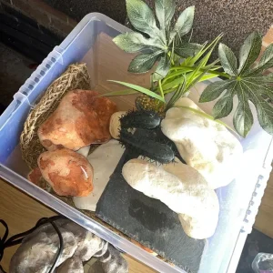 Oak vivarium tank with 4x2x2 setup and accessories - Image 3
