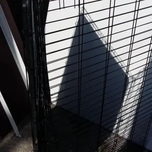 dog grate - Image 6