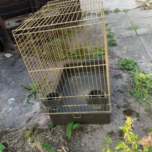 Bird cage - Image 4