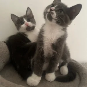 Gray and white kittens - Image 2