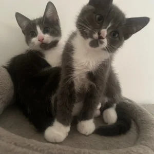 Gray and white kittens - Image 3