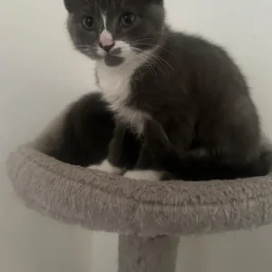 Gray and white kittens - Image 4