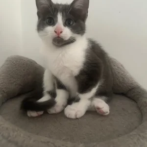 Gray and white kittens - Image 5