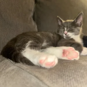 Gray and white kittens - Image 6