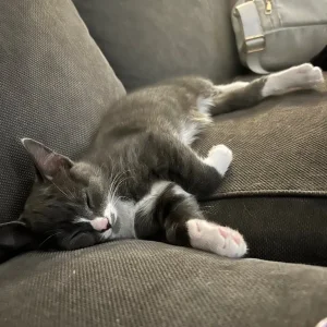 Gray and white kittens - Image 7