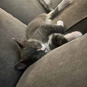 Gray and white kittens - Image 8
