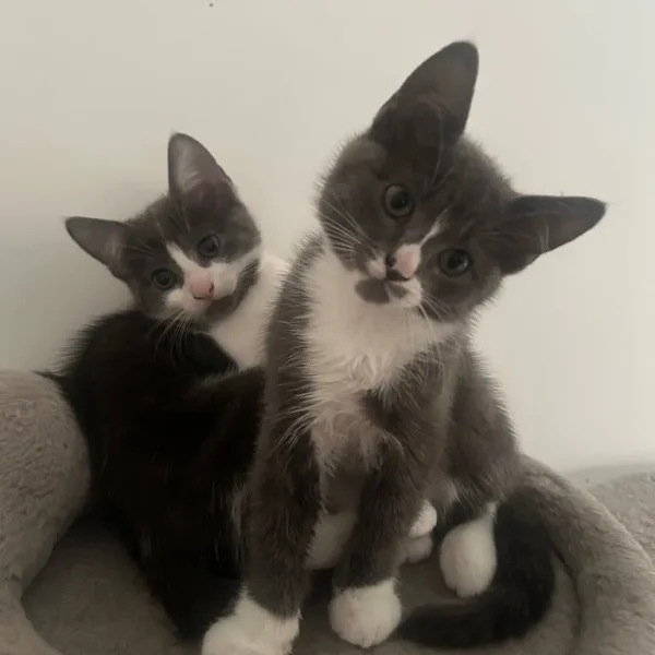 Gray and white kittens
