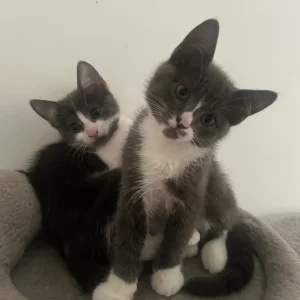 Gray and white kittens