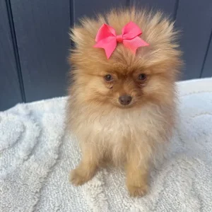 2 girl Pomeranian puppies - Image 2