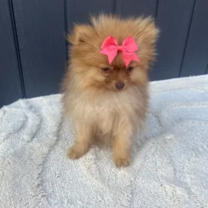 2 girl Pomeranian puppies - Image 3