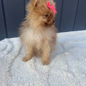 2 girl Pomeranian puppies - Image 4