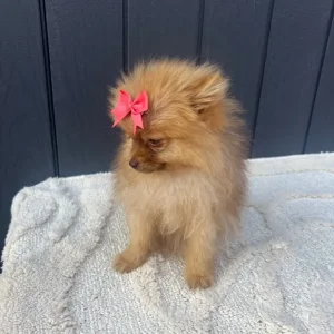 2 girl Pomeranian puppies - Image 5