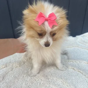 2 girl Pomeranian puppies - Image 6