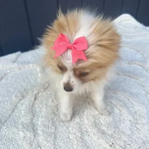 2 girl Pomeranian puppies - Image 7