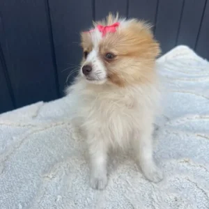 2 girl Pomeranian puppies - Image 8