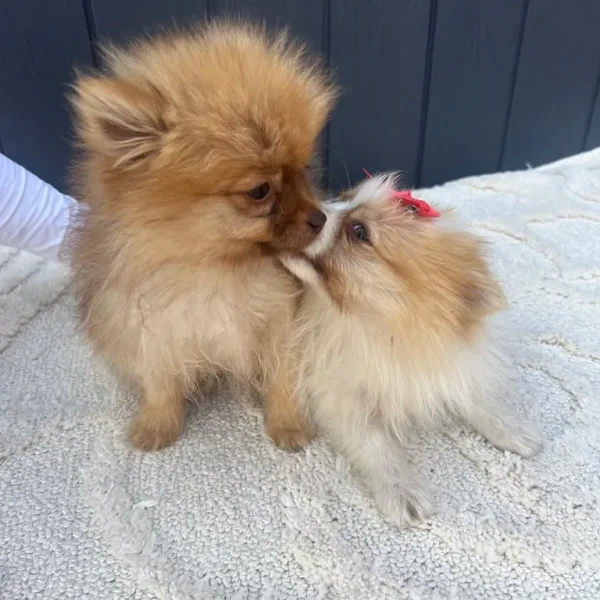 2 girl Pomeranian puppies