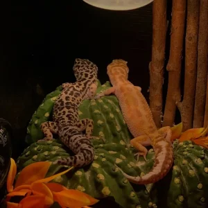 Reptile tank everything included - Image 3