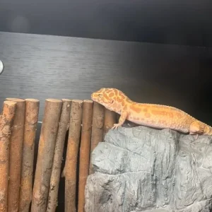 Reptile tank everything included - Image 5