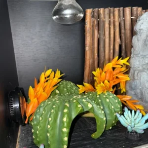 Reptile tank everything included - Image 6