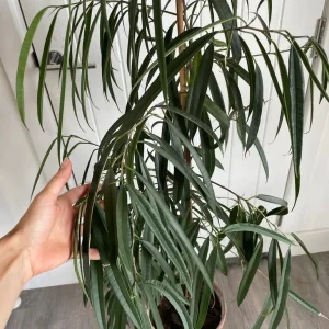 Large ficus alii in terracotta pot - Image 2