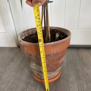 Large ficus alii in terracotta pot - Image 3